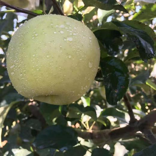 青森水蜜桃味青苹果 3-4.5斤  彩箱装 商品图6