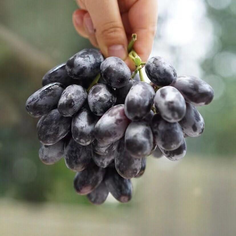 新疆61伊犁 蓝宝石黑美人葡萄 4斤装