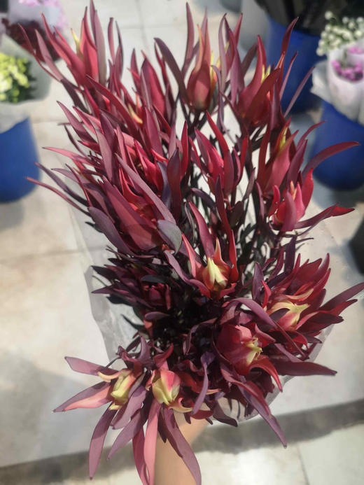 木百合红色细叶 商品图0