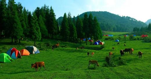 重庆石柱“民渝合作”  结出累累硕果 商品图4