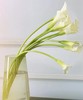 【马蹄莲】国产 （范图拉）白色 5枝/扎 商品缩略图7