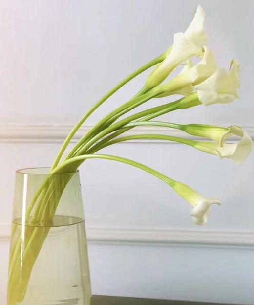 【马蹄莲】国产 （范图拉）白色 5枝/扎 商品图7