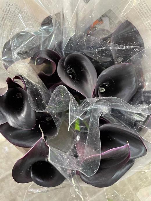【马蹄莲】国产 （黑洞）黑紫色  5枝/扎 商品图6