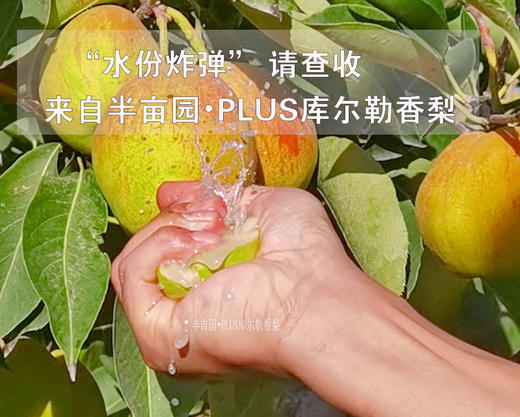 半亩园库尔勒香梨 4.5斤装 商品图2