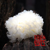 有机陈河雪耳 银耳 | 晶莹如雪 | 公平贸易 * Basswood Snow Fungus | Fair Trade 商品缩略图2