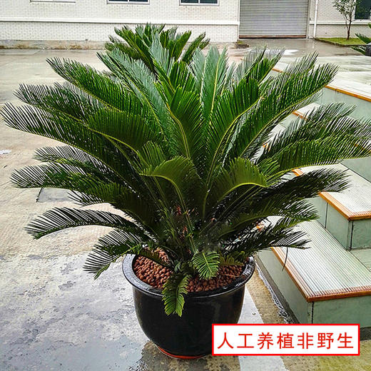 铁树盆栽-大型户外阳台庭院植物四季常青绿物吸甲醛净化空气 商品图2