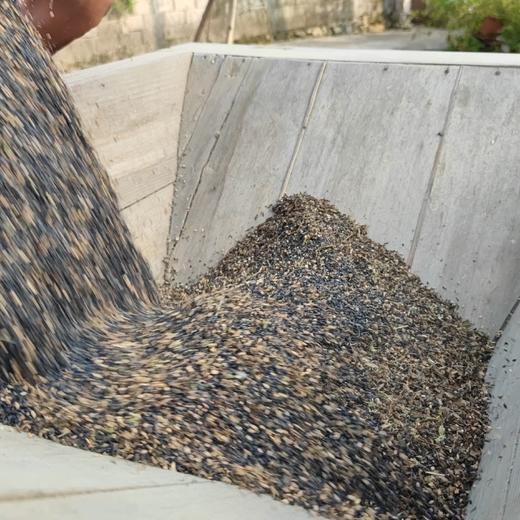 【天然黑芝麻】(自然生长、不施化肥、不打农药、最新鲜秋获)需要熟的需备注 商品图2