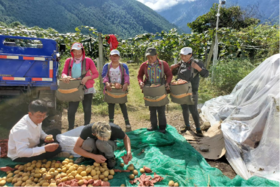 察隅猕猴桃丨西藏林芝察隅巴布吉土地种植专业合作社