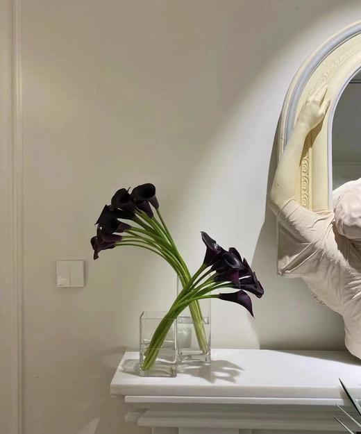 【马蹄莲】国产 （黑洞）黑紫色  5枝/扎 商品图2