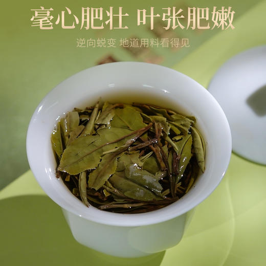 传奇会茶叶 正宗福鼎白茶花香白牡丹茶饼 陈香高山福建老白茶国庆礼盒装500g 商品图5