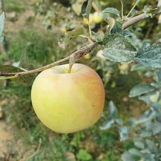 青森水蜜桃味青苹果 3-4.5斤  彩箱装 商品图5