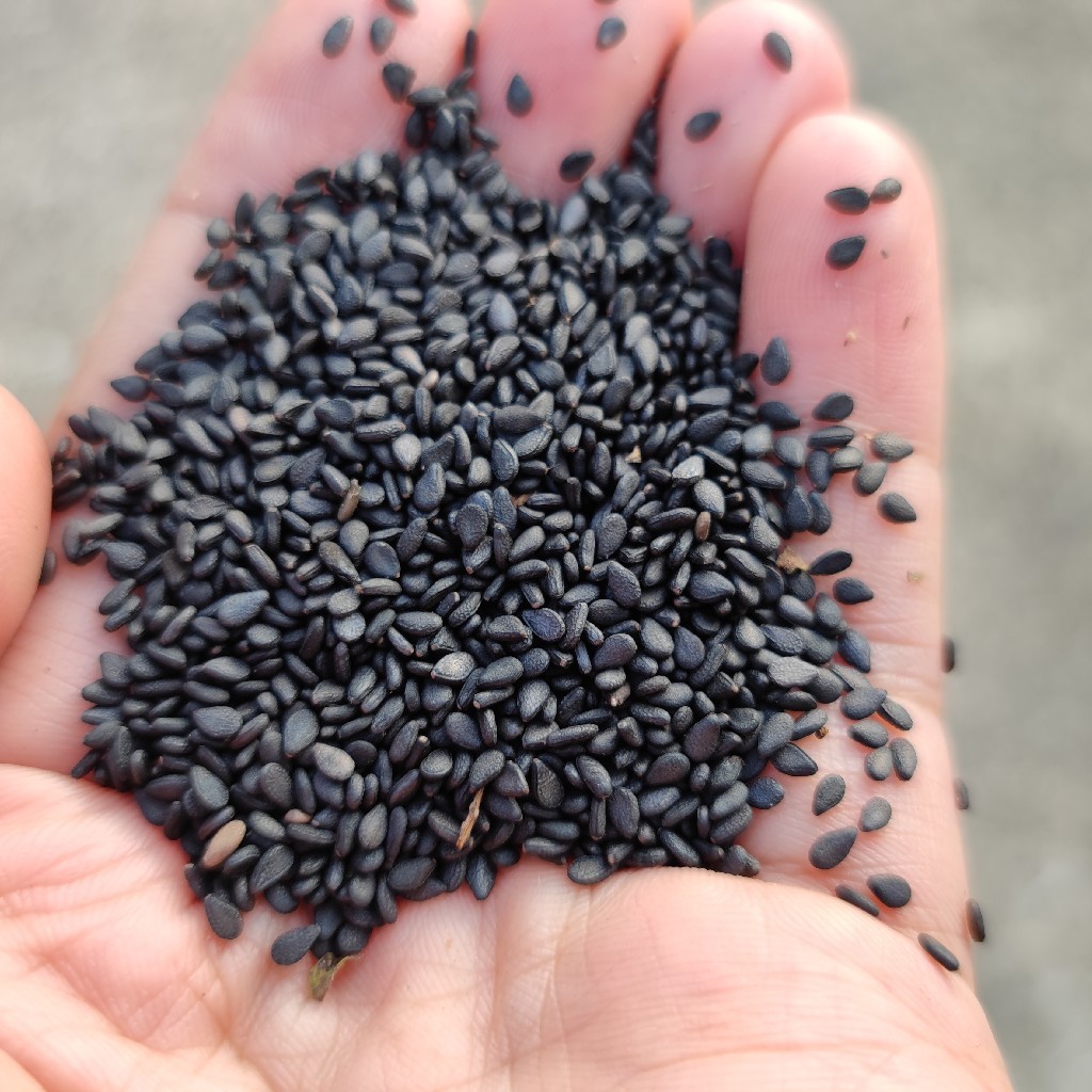 【天然黑芝麻】(自然生长、不施化肥、不打农药、最新鲜秋获)需要熟的需备注