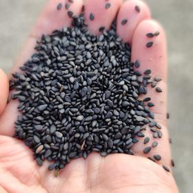 【天然黑芝麻】(自然生长、不施化肥、不打农药、最新鲜秋获)需要熟的需备注