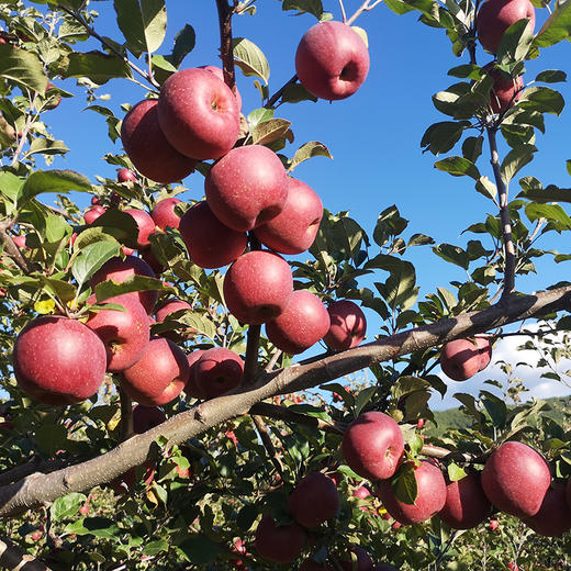 糖心苹果云南宾川高山水果汁水充裕甜蜜爽口5斤装10斤装产地直发包邮