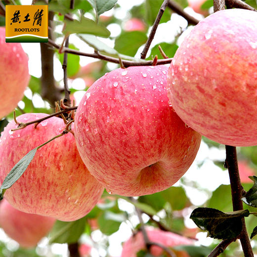 黄土情 延安山地18头苹果 85-90果 商品图4