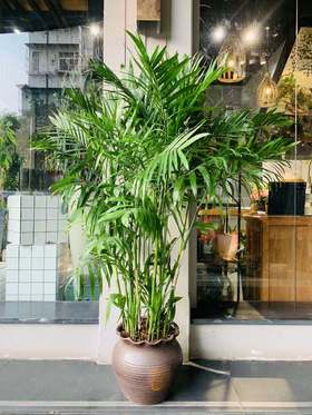 圆陶瓷盆—夏威夷椰子