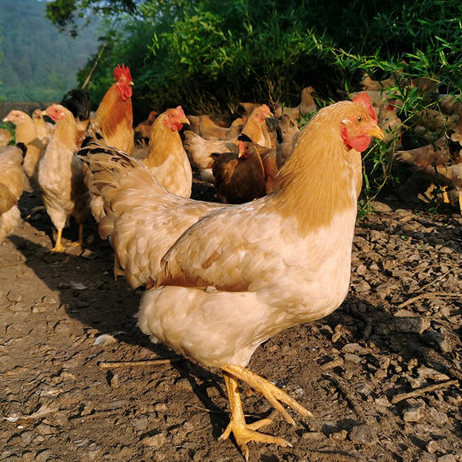 【顺丰冷链发货】皖南高山散养走地鸡老母鸡土鸡农家鸡肉新鲜蒸只柴鸡笨鸡现杀土鸡蛋 商品图2