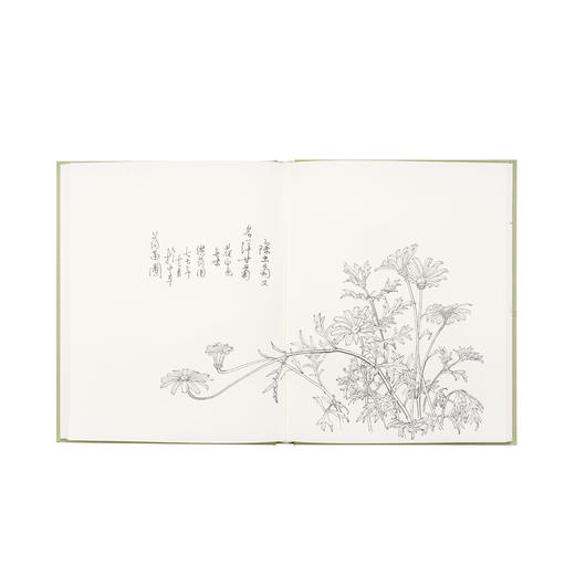 花叶 曾孝濂科学生物画 科学生物画套装 赠《自然原稿》笔记本 无一花无出处，无一叶无根据 读库 商品图7
