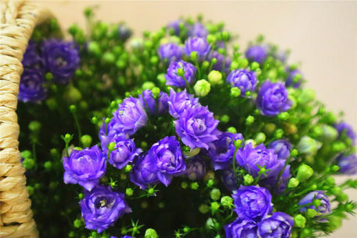 丹麦风铃二选一 商品图4