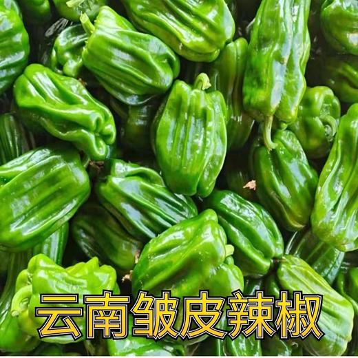 8元/斤新鲜云南皱皮菜椒麻椒