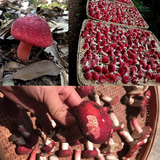 吉顺号食品-大红菇干菌  云南红菇 优选大菇 红蘑菇100g/盒 商品图2