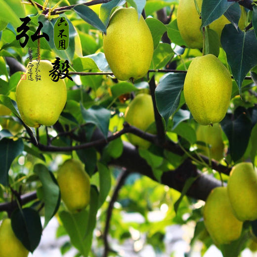 【弘毅六不用生态农场】六不用 新疆库尔勒香梨 不套袋 5斤 商品图3