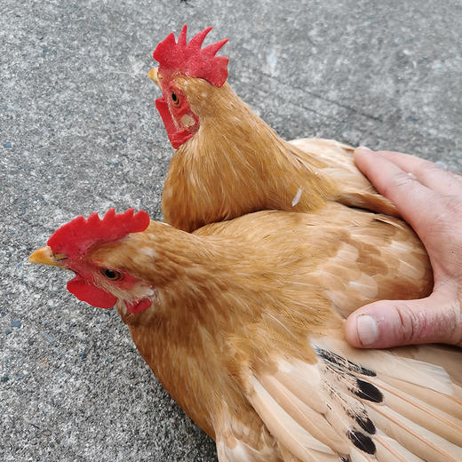 【顺丰冷链发货】皖南高山散养走地鸡老母鸡土鸡农家鸡肉新鲜蒸只柴鸡笨鸡现杀土鸡蛋 商品图3