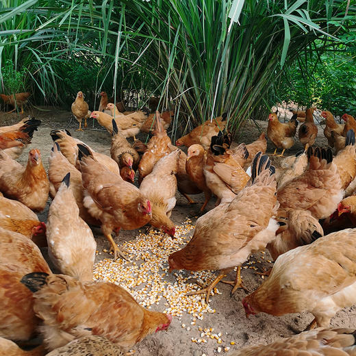【顺丰冷链发货】皖南高山散养走地鸡老母鸡土鸡农家鸡肉新鲜蒸只柴鸡笨鸡现杀土鸡蛋 商品图5