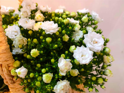 丹麦风铃二选一 商品图9