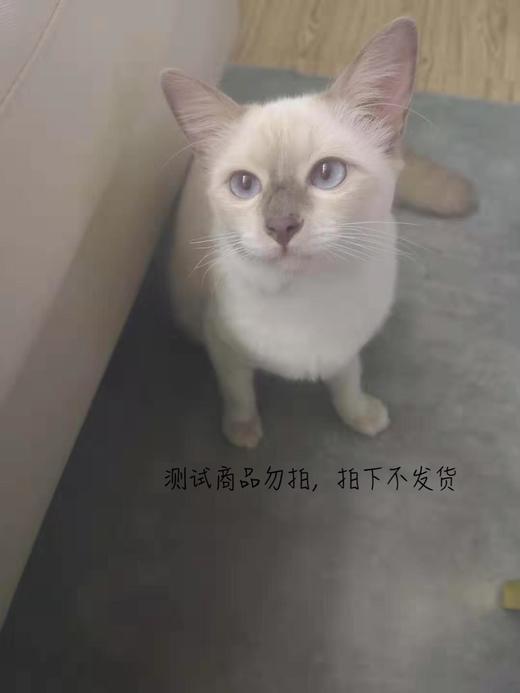 凉玠测试2 商品图0