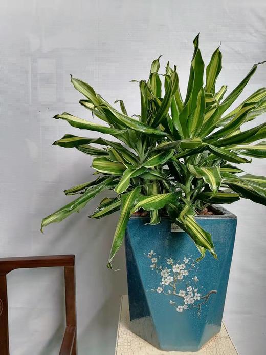 多边陶瓷盆—螺纹铁 商品图1