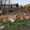 【顺丰冷链发货】皖南高山散养走地鸡老母鸡土鸡农家鸡肉新鲜蒸只柴鸡笨鸡现杀土鸡蛋 商品缩略图6