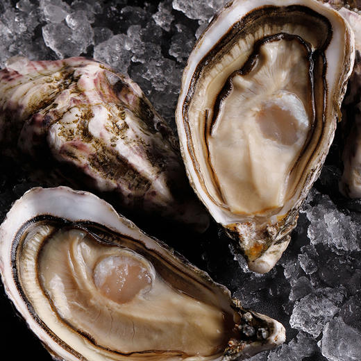 【单只现货】安芝莲 (精选红标)生蚝 (Ancelin) 商品图1