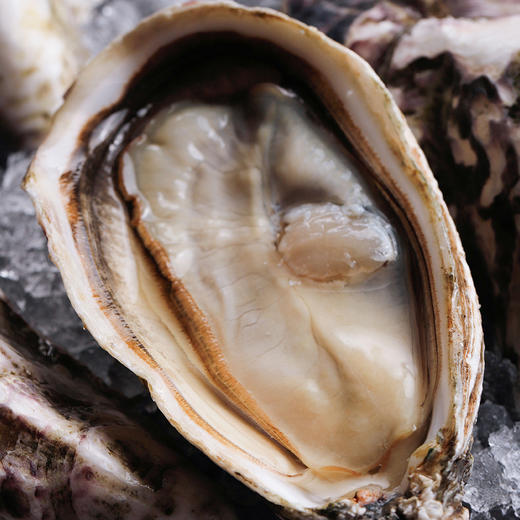 【单只现货】安芝莲 (精选红标)生蚝 (Ancelin) 商品图2