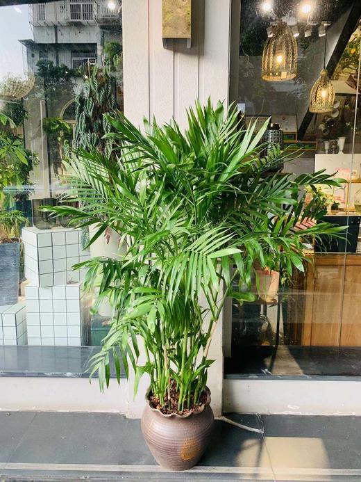 圆陶瓷盆—夏威夷椰子 商品图1