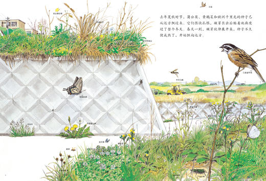 路边的四季  33年重印42次的自然科普绘本，带孩子发现自然之美，感受自然之趣。后浪浪花朵朵出品 商品图3