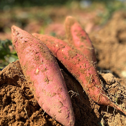 烟薯来袭  适合烤制，软、糯、香、甜！ 烤出来爆浆，  香甜软糯，口感细腻 吃上一口，软糯的薯肉，香甜的味道顺着食道轻轻地往下滑，满足感爆棚啊！ 商品图3
