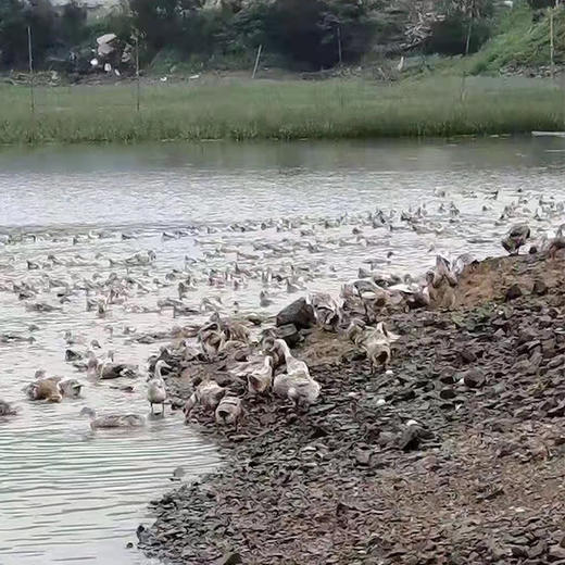 象山2年老海鸭 （净重2.2斤-2.8斤/只） 商品图1