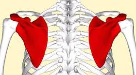 第十八课：胸腔手臂解剖