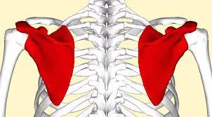 第十八课：胸腔手臂解剖 商品图0
