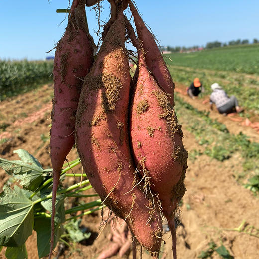 烟薯来袭  适合烤制，软、糯、香、甜！ 烤出来爆浆，  香甜软糯，口感细腻 吃上一口，软糯的薯肉，香甜的味道顺着食道轻轻地往下滑，满足感爆棚啊！ 商品图4
