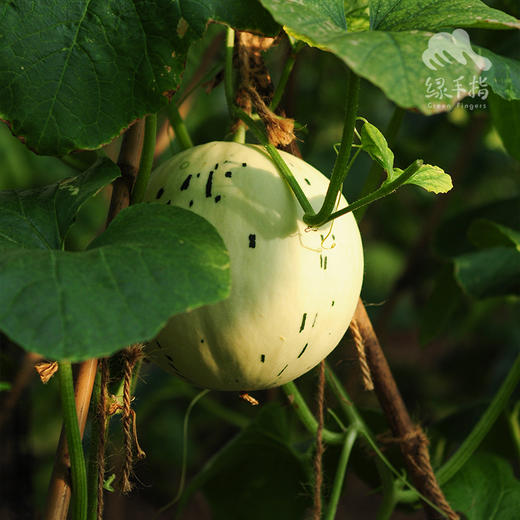 有机月露流星甜瓜（受虫害影响，品相不完美） | 绿家自产* Organic melon | Self-production 商品图7