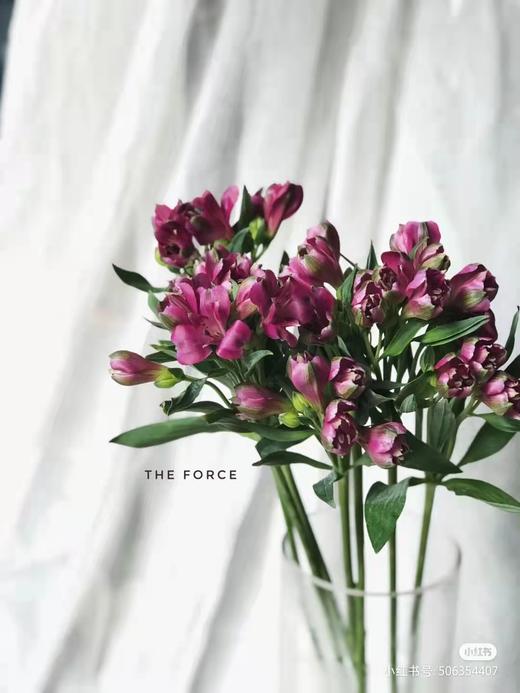 L Wyh 海盛六出花 水仙百合深紫色a级 1 云花朵朵 L Wyh 海盛六出花 水仙百合深紫色a级 1 云花朵朵