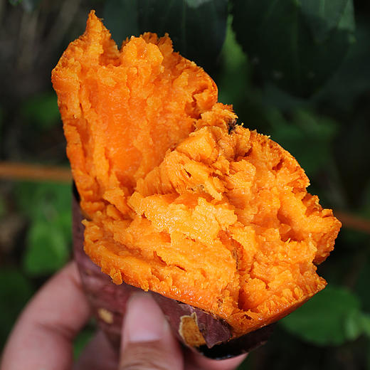 【密农特色 必买榜单】密农甜蜜薯  烤吃流油  香甜软糯  1斤 红薯 商品图2