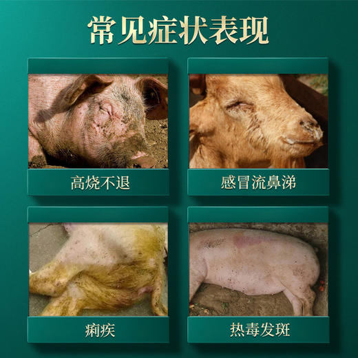 鱼腥草注射液10mlX5支 主治肺炎 痢疾 淋浊 商品图2