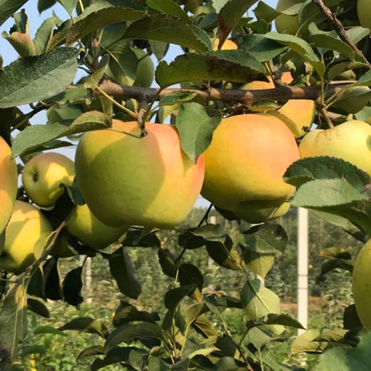 【顺丰发货】青森水蜜桃苹果 脆甜青森苹果 果香浓郁 4.5斤彩箱 商品图5