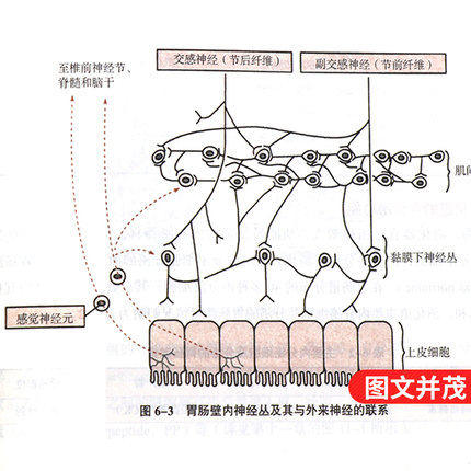 【出版社直销】生理学 施建蓉 赵铁建著 新世纪第四4版 全国中医药行业高等教育十三五规划教材第十版 中医药院校中国中医药出版社 商品图3