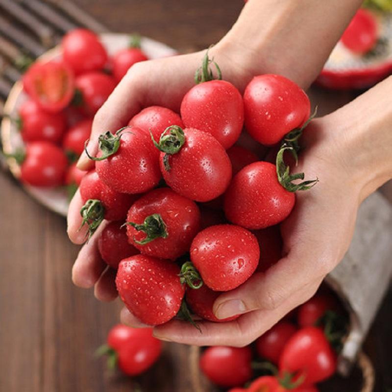 樱桃茄 酸甜爽口 8-9斤左右