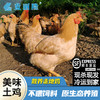 【顺丰冷链发货】皖南高山散养走地鸡老母鸡土鸡农家鸡肉新鲜蒸只柴鸡笨鸡现杀土鸡蛋 商品缩略图0