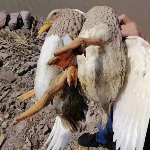 象山2年老海鸭 （净重2.2斤-2.8斤/只） 商品图3